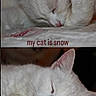 cat, cats, white_cat, sleeping, sleepy, nap, cute, fluffy, fur, animal, pet, indoors, blanket, bed, resting, closed_eyes, pink_nose, paw, portrait, text_overlay