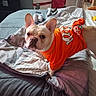 Hennessy is registered to the contest to win money with this photo: animal, bed, blanket, cozy, curious, cute, dog, domestic, ears, fabric, french_bulldog, furniture, human_arm, indoor, light, looking, orange_shirt, pet, plush_toy, remote_control