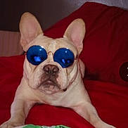 Hennessy is registered to the contest to win money with this photo: animal, blue_glasses, companion, cool, couch, cute, dog, domestic_animal, french_bulldog, funny, indoor, laying_down, pet, pet_accessory, plush_toy, portrait, red_couch, relaxed, sunglasses, toy