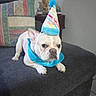 Hennessy joined the competition — help win amazing prizes! animal, birthday_hat, blue_bib, canine, celebration, couch, cute, dog, domestic_animal, french_bulldog, funny, furniture, hat, home, indoor, patchwork_pillow, pet, pet_accessory, portrait, resting