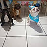 animal, bandana, banner, birthday, black_dog, brown_dog, canine, celebration, chair, cute, dog, festive, french_bulldog, indoor, party_hat, pet, table, three_dogs, tile_floor, white_dog