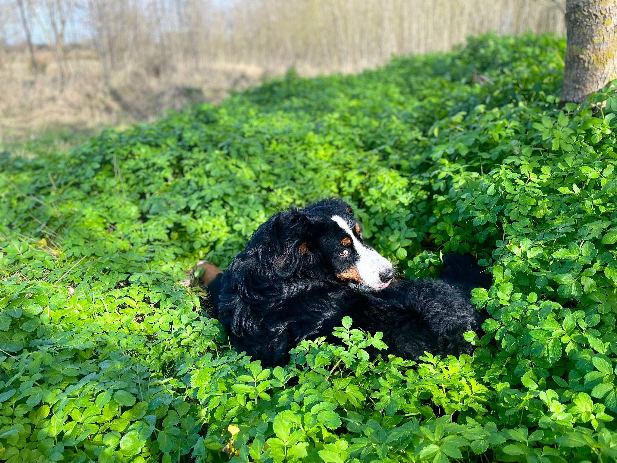 Pyro participe au concours pour gagner de l'argent avec cette photo : biome, canidae, carnivore, companion_dog, dog, dog_breed, forest, grass, grassland, groundcover, landscape, natural_landscape, plant, shrub, snout, sporting_group, terrestrial_animal, terrestrial_plant, wilderness, working_animal