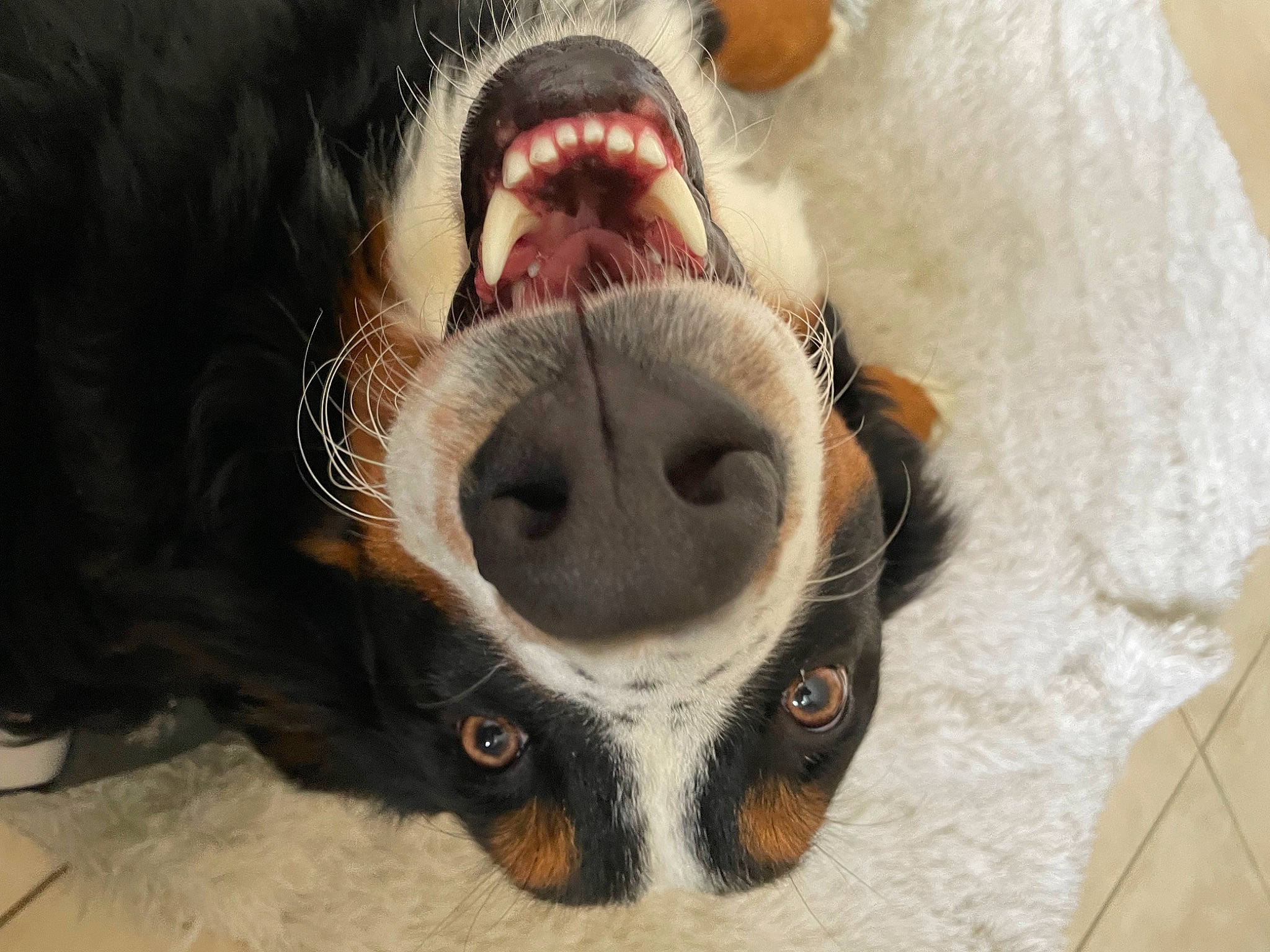 Pyro a rejoint le concours — aidez-le/la à gagner de superbes lots ! beard, canidae, carnivore, close_up, companion_dog, dog_breed, eyelash, fang, fawn, head, jaw, mammal, nose, paw, primate, snout, sporting_group, terrestrial_animal, whiskers, wildlife