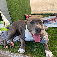 Nanie a rejoint le concours — aidez-le/la à gagner de superbes lots ! animal, architecture, backyard, ball, building, bulldog, canine, dog, grass, hound, lawn, nature, outdoors, pet, pitbull, plant, pottedplant, puppy, shelter, yard