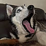 animal, black_and_white, blanket, blue_eyes, canine, close_up, couch, cozy, dog, ears, fur, home, husky, indoor, nose, pet, portrait, resting, tongue_out, yawning