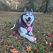Elsa is registered to the contest to win money with this photo: animal, autumn_leaves, canine, daylight, dog, field, forest, grass, happy, husky, leaf_litter, mammal, nature, outdoor, pet, pink_harness, playing, smiling, tongue_out, tree