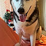 Elsa joined the competition — help win amazing prizes! dog, siberian_husky, blue_eyes, tongue_out, pet, indoor, blanket, bottle, sparkling_ice, water_bottle, orange_blanket, fur, animal, cute, portrait, smiling, home, christmas_tree, decor, cozy