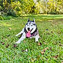 animal, canine, daytime, dog, grass, greenery, happy, husky, leash, mammal, nature, outdoor, park, pet, playful, resting, summer, sunny, tongue_out, walking