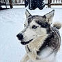 active, animal, backyard, blue_eyes, canine, closeup, cold, dog, fence, fur, happy, motion, nature, outdoor, pet, playful, siberian_husky, snow, snowfall, winter