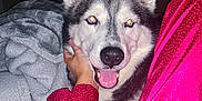 Elsa is registered to the contest to win money with this photo: dog, husky, pet, animal, indoor, blanket, person, hand, pajamas, pink_clothing, gray_blanket, smiling, fur, canine, comfort, cozy, resting, happy, flash, night