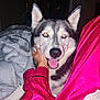 dog, husky, pet, animal, indoor, blanket, person, hand, pajamas, pink_clothing, gray_blanket, smiling, fur, canine, comfort, cozy, resting, happy, flash, night