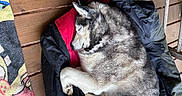 Elsa is registered to the contest to win money with this photo: animal, black, chair, colorful, companion, cozy, curled_up, dog, fur, husky, indoors, jacket, pet, porch, red, relaxing, resting, sleeping, towel, wooden_floor