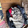 animal, black, chair, colorful, companion, cozy, curled_up, dog, fur, husky, indoors, jacket, pet, porch, red, relaxing, resting, sleeping, towel, wooden_floor