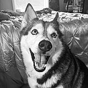 Elsa is registered to the contest to win money with this photo: animal, bed, black_and_white, blanket, canine, close_up, cute, dog, ears, friendly, fur, happy, household, husky, indoor, pet, portrait, smiling, teeth, tongue