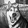 animal, bed, black_and_white, blanket, canine, close_up, cute, dog, ears, friendly, fur, happy, household, husky, indoor, pet, portrait, smiling, teeth, tongue