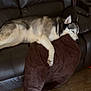 dog, husky, sleeping, couch, leather_couch, pillow, brown_pillow, indoor, wooden_floor, resting, pet, fur, animal, relaxing, calm, cozy, home, living_room, quiet, nap