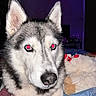 Elsa is registered to the contest to win money with this photo: animal, background, bed, canine, closeup, dog, domestic_animal, ears, fur, husky, indoor, lying_down, muzzle, nose, paw, pet, plush_toy, portrait, purple_light, red_eye