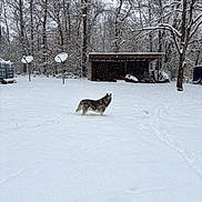 Elsa is registered to the contest to win money with this photo: animal, backyard, canine, cold, daytime, dog, footprints, forest, husky, nature, outdoor, quiet, rural, satellite_dish, scenery, shed, snow, snowfall, trees, winter