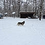 animal, backyard, canine, cold, daytime, dog, footprints, forest, husky, nature, outdoor, quiet, rural, satellite_dish, scenery, shed, snow, snowfall, trees, winter