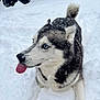 animal, background, blue_eyes, canine, cold, cute, dog, ears, fur, husky, muzzle, nature, outdoor, pet, playful, snow, snowflakes, tail, tongue_out, winter