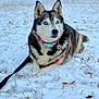 Elsa is registered to the contest to win money with this photo: husky, dog, snow, blue_eyes, pet, animal, outdoor, winter, leash, collar, harness, lying_down, fur, nature, grass, leaf, cold, canine, mammal, portrait