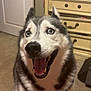 animal, blue_eyes, cabinet, canine, carpet, dog, domestic, door, ears, fur, furniture, happy, household, indoor, panting, pet, room, siberian_husky, smiling, tongue