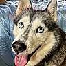 Elsa joined the competition — help win amazing prizes! animal, bed, bedroom, blanket, blinds, blue_eyes, canine, companion, cute, dog, domestic_animal, friendly, fur, happy, indoor, pet, portrait, siberian_husky, tongue_out, window