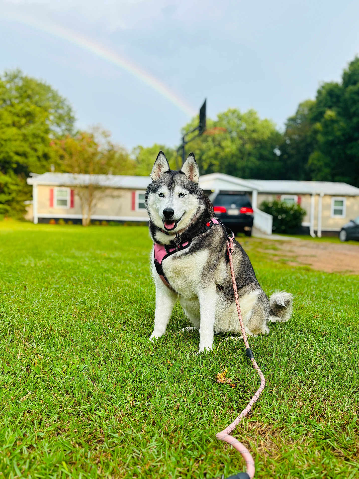 Elsa joined the competition — help win amazing prizes! dog, siberian_husky, pink_harness, leash, grass, lawn, rainbow, house, car, trees, outdoor, pet, canine, happy, sitting, daytime, nature, sky, clouds, residential