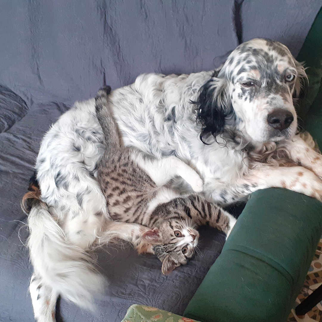 Vagabond participe au concours pour gagner de l'argent avec cette photo : animal, architecture, armchair, building, canine, cat, chair, cockerspaniel, couch, cushion, dog, furniture, homedecor, indoors, kitten, livingroom, panther, pet, puppy, room