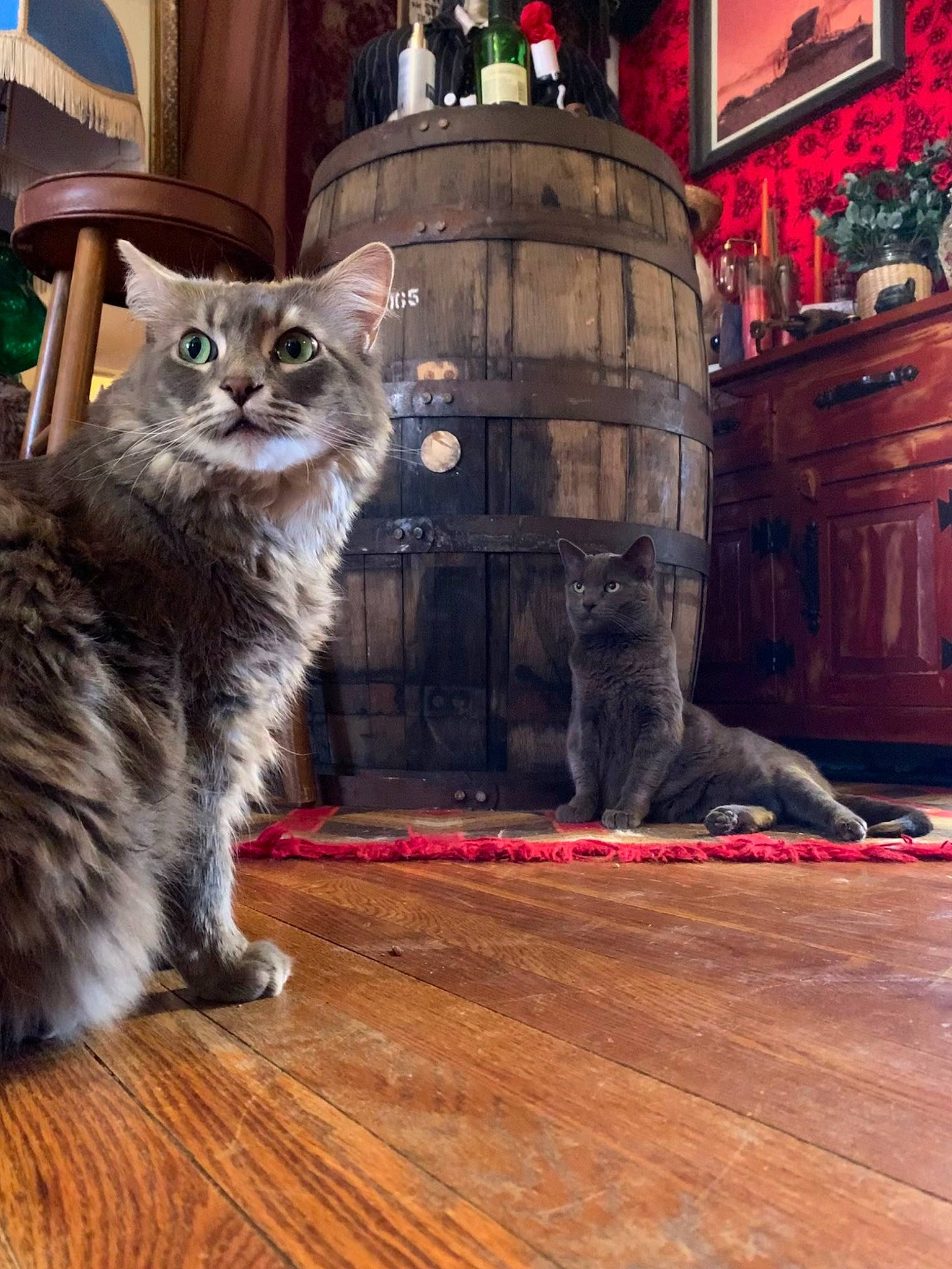 Shira joined the competition — help win amazing prizes! carnivore, cat, claw, domestic_short_haired_cat, felidae, flooring, fur, hardwood, houseplant, laminate_flooring, paw, picture_frame, sitting, small_to_medium_sized_cats, tail, tree, whiskers, wood, wood_flooring, wood_stain