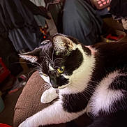 Echo is registered to the contest to win money with this photo: cat, black_and_white_cat, pet, feline, animal, whiskers, green_eyes, paws, fur, short_hair, lounging, sitting, indoor, home, lap, couch, clothing, laundry, cozy, portrait