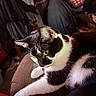 cat, black_and_white_cat, pet, feline, animal, whiskers, green_eyes, paws, fur, short_hair, lounging, sitting, indoor, home, lap, couch, clothing, laundry, cozy, portrait