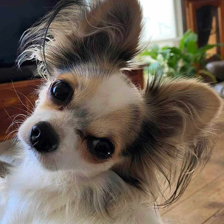 Guismo a rejoint le concours — aidez-le/la à gagner de superbes lots ! dog, pet, cute, fluffy, ears, head_tilt, indoors, living_room, wood_floor, plant, curious, fur, small_dog, companion, animal, adorable, domestic, portrait, canine, friend