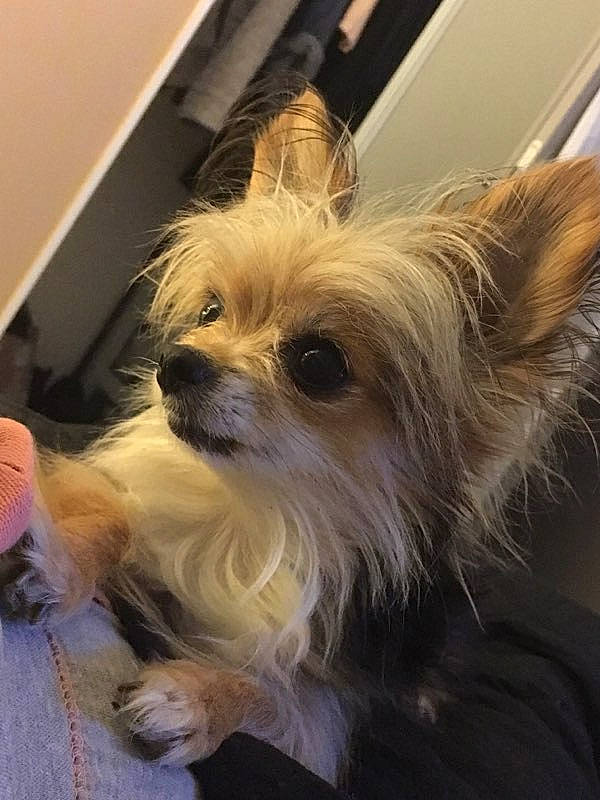 Choukette a rejoint le concours — aidez-le/la à gagner de superbes lots ! australian_silky_terrier, australian_terrier, biewer_terrier, cairn_terrier, canidae, carnivore, chinese_crested_dog, companion_dog, dog, dog_breed, ear, fawn, mammal, morkie, puppy, rare_breed_dog, snout, terrier, toy_dog, yorkshire_terrier