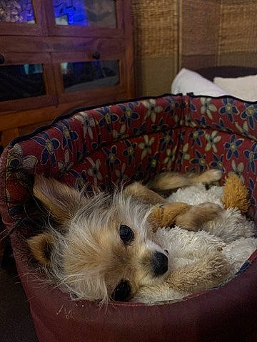 Choukette participe au concours pour gagner de l'argent avec cette photo : cairn_terrier, canidae, carnivore, companion_dog, dog, dog_bed, dog_breed, glen_of_imaal_terrier, maltese, mammal, morkie, puppy, rare_breed_dog, schnoodle, small_terrier, sporting_lucas_terrier, terrier, toy_dog, vertebrate, west_highland_white_terrier