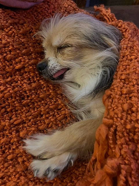 Choukette participe au concours pour gagner de l'argent avec cette photo : canidae, carnivore, chinese_crested_dog, companion_dog, dog, dog_breed, fur, havanese, lhasa_apso, lowchen, mammal, morkie, non_sporting_group, poodle_crossbreed, puppy, schnoodle, shih_tzu, tibetan_terrier, toy_dog