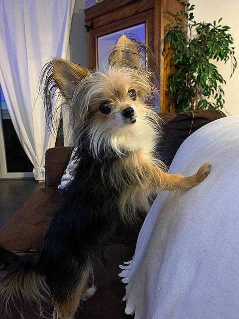 Choukette a rejoint le concours — aidez-le/la à gagner de superbes lots ! australian_silky_terrier, cairn_terrier, canidae, carnivore, chinese_crested_dog, companion_dog, dog, dog_breed, fawn, fur, mammal, morkie, puppy, rare_breed_dog, terrier, toy_dog, vertebrate, yorkshire_terrier