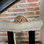Billy a rejoint le concours — aidez-le/la à gagner de superbes lots ! cat, kitten, ginger_cat, orange_fur, blue_eyes, whiskers, face, peeking, cute, adorable, pet, feline, cat_tree, scratching_post, plush, cushion, rope_toy, brick_wall, indoors, portrait