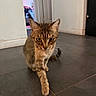 cat, tabby_cat, indoor, floor, tile_floor, walking, pet, curious, animal, feline, whiskers, ears, doorway, household, room, home, blurred_background, light, brown, tabby