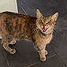 Lucy is registered to the contest to win money with this photo: cat, tabby, pet, animal, feline, floor, tile, indoor, mouth_open, fur, whiskers, ears, standing, looking_up, striped, domestic_animal, cute, playful, expression, wall