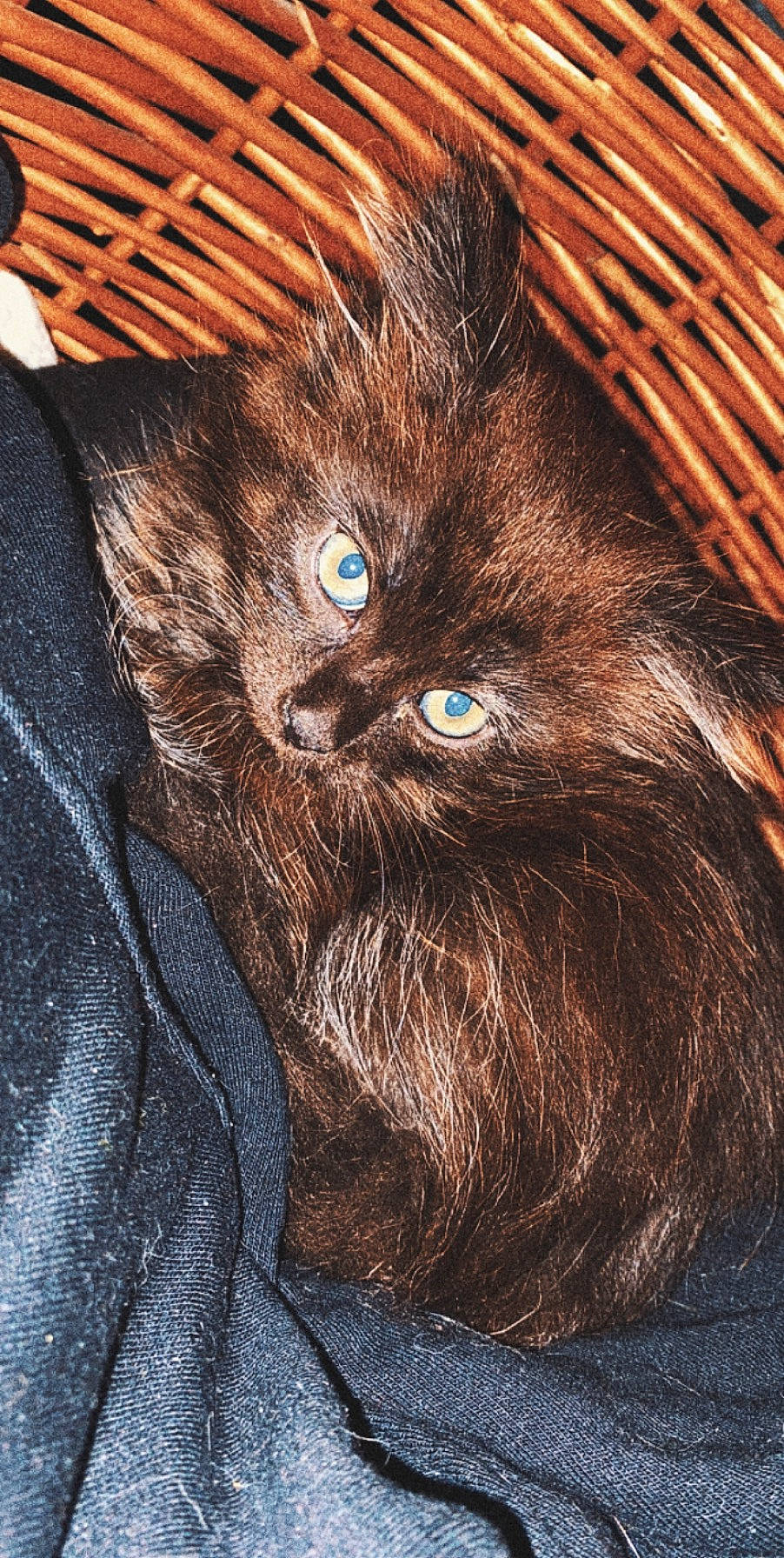 Nala participe au concours pour gagner de l'argent avec cette photo : basket, black_cat, british_longhair, brown, carnivore, cat, domestic_long_haired_cat, felidae, fur, jacket, kitten, liver, small_to_medium_sized_cats, snout, vertebrate, whiskers, wicker