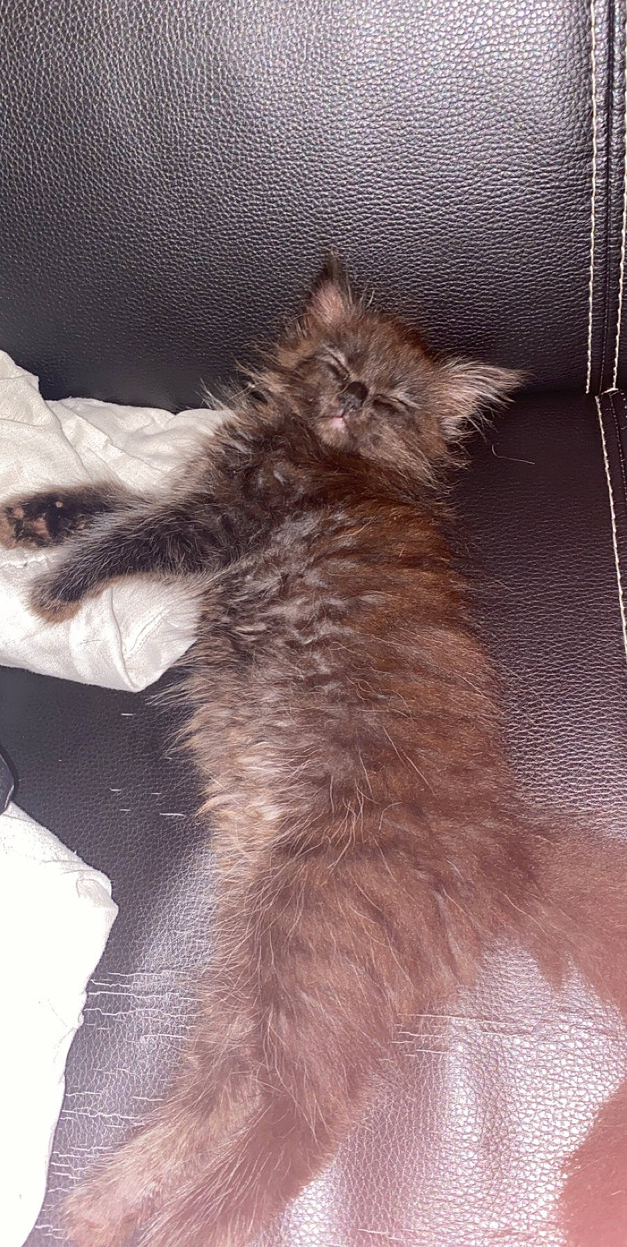 Nala participe au concours pour gagner de l'argent avec cette photo : brown, carnivore, cat, fawn, felidae, fur, liver, small_to_medium_sized_cats, snout, tail, vertebrate, whiskers