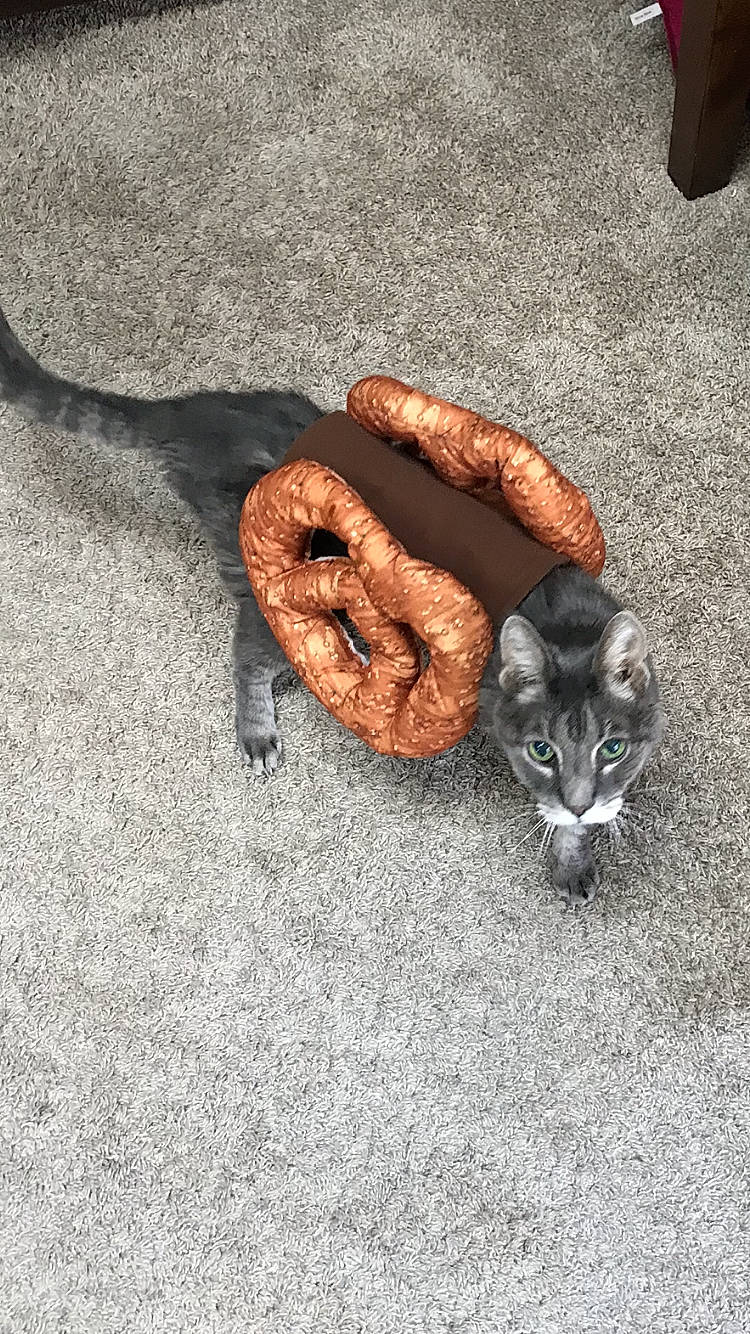 Max joined the competition — help win amazing prizes! asphalt, automotive_tire, carnivore, cat, domestic_short_haired_cat, fashion_accessory, felidae, flooring, fur, grey, metal, road_surface, rope, scaled_reptile, small_to_medium_sized_cats, soil, tail, terrestrial_animal, whiskers, wood