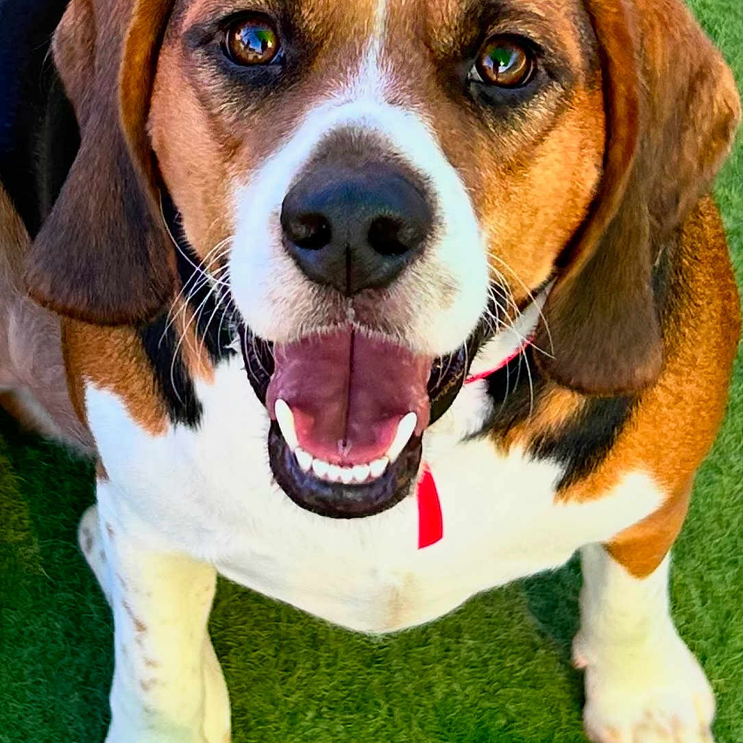 Milo joined the competition — help win amazing prizes! animal, beagle, black, brown, canine, closeup, collar, cute, dog, ears, face, friendly, grass, happy, outdoor, paw, pet, smiling, tongue, white