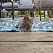 Fremble is registered to the contest to win money with this photo: kitten, cat, gray, outdoor, rug, blue, pattern, patio, furniture, cushion, wood, deck, sunset, animal, pet, relaxing, nature, daylight, small, cute