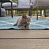 kitten, cat, gray, outdoor, rug, blue, pattern, patio, furniture, cushion, wood, deck, sunset, animal, pet, relaxing, nature, daylight, small, cute