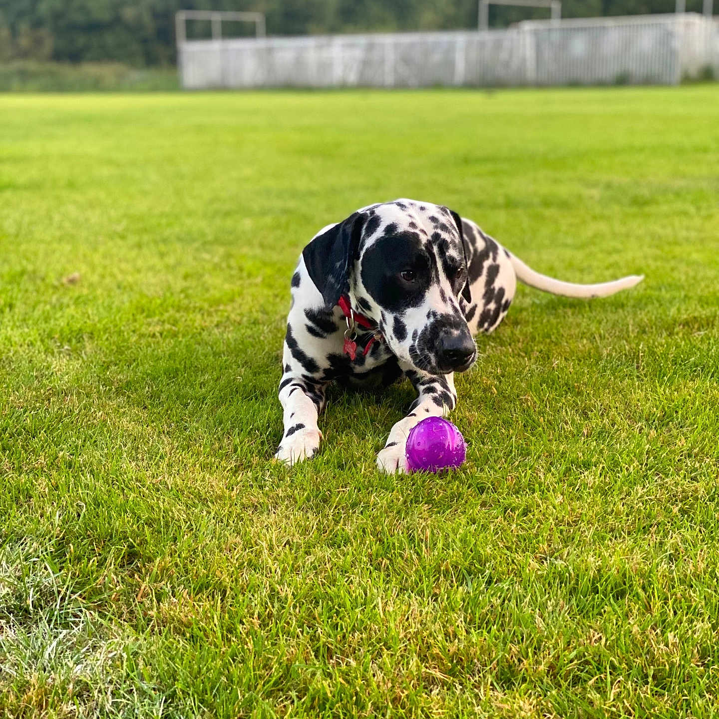 Louie is registered to the contest to win money with this photo: animal, ball, canine, dog, field, football, grass, grassland, hound, lawn, nature, outdoors, pet, plant, pointer, puppy, soccer, soccerball, sphere, sport