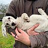 animal, being_held, black_spots, brown_spots, cute, dog, floppy_ears, grass, hands, outdoor, park, paws, person, pet, playful, portrait, puppy, spotted_dog, upside_down, white_dog