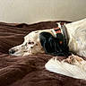animal, bed, black_fur, blanket, closeup, collar, cozy, dog, floppy_ears, home, indoors, lying_down, paw, pet, portrait, relaxed, resting, sleeping, speckled_coat, white_fur
