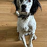 Uta participe au concours pour gagner de l'argent avec cette photo : animal, black_and_white, canine, collar, dog, eyes, face, floppy_ears, front_view, home, indoors, long_hair, nose, pet, photography, portrait, serious_expression, sitting, spotted_dog, wooden_floor